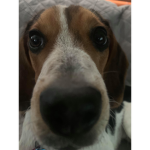 El the doggo’s fan club!