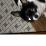 Bro Kittens and dogs