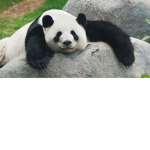 PRO PANDA