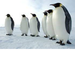 Palace Of The Penguins!
