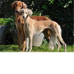 Saluki Warriors!!