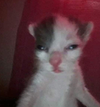 Roblox kittys lol