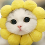 Fashionable Kitty Cats