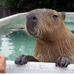 capybaras team