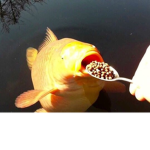 Cereal Fish