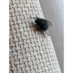 Fat fly