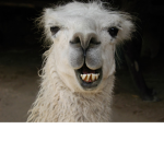Llamas Incorporated