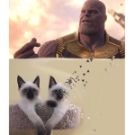 Alpacastar123