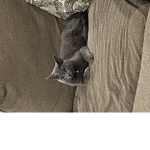 Best friends forever cats are the best