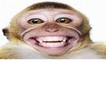 the monke clan (ONLY MONKES ALLOWED)