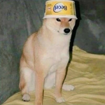 Dogs with kool hats