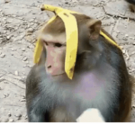 cert monke community