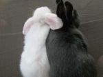 snowbunny heaven! Group Thumbnail