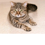 #catsquadd