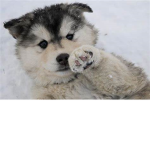 Lily's pup's