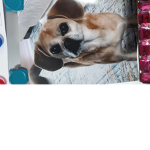 Cool #### ### chien