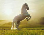 Nos gustan los caballos