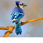 TheBlueBirdJays