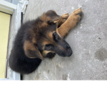 The dog group with a lot of dogs