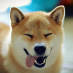 Doge King Clothes