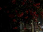 >ᴗ< Bleeding Roses >ᴗ<