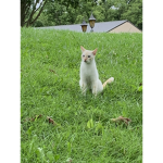The Animal world of cuteness