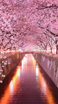 Sweetblossom!!