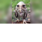 Wet Owl Empire