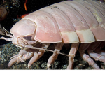 Isopod Studios