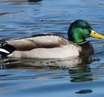 Duck-Studio!!