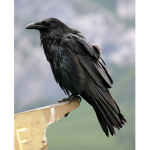 Beautiful Ravens
