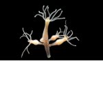 Hydra 死