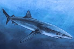 silly shark group
