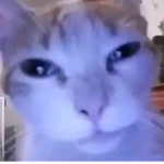 mafia killer cats