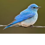 The blue jay group