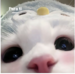 xanii’s noobs