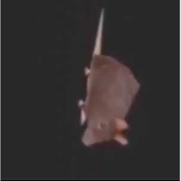 Sigma Spinning Rat
