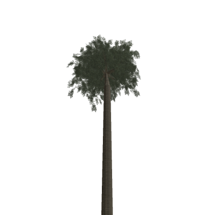 Lepidodendron Tree
