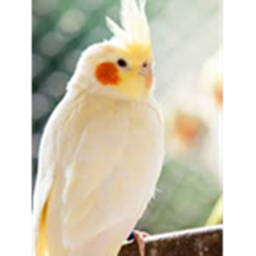 COCKATIEL