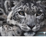 My gray cat