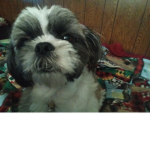 My puppy princess
