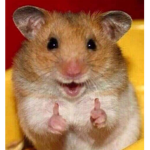 El hamster chido