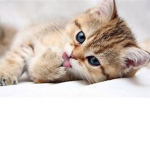 Hks Cat