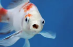 FISHDOM OF FISHY