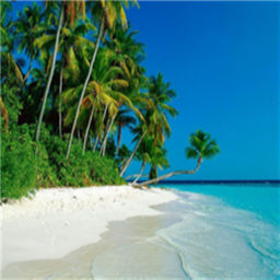 Life In Paradise(New And Improved)