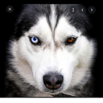 Join group if you love dogs