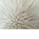 Dorothy12020