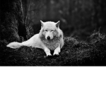 the wolf clan forever!