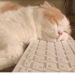 +~ Catz are kewl ~+