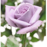 ~ The Rose Garden ~
